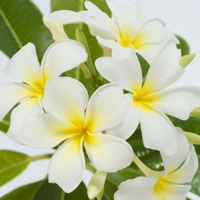 プルメリアPlumeria - ハワイアン・セレクトショップ | Lani