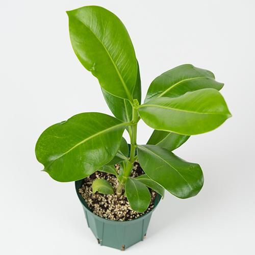 入荷待ち〕プアケニケニ Pua Keni Keni・5L号／HGPL-347