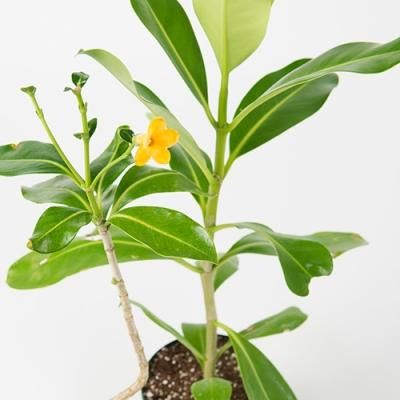 Puakenikeni プアケニケニ オールインワン Aloha Collection/アロハコレクション Puakenikeni プアケニケニ
