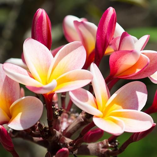 ★決算特価商品★ 鉢数限定!!!〕Plumeria／品種プルメリア［プルメリア鉢植え(4号 その他観葉植物