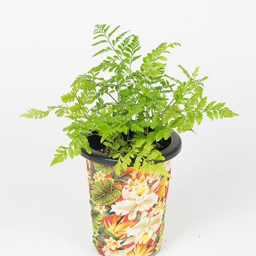 ハワイ産沖縄育ちのラウハラ\"特選限定生葉” ハワイ産沖縄育ちの