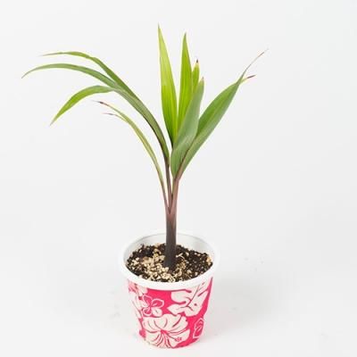 <img class='new_mark_img1' src='https://img.shop-pro.jp/img/new/icons29.gif' style='border:none;display:inline;margin:0px;padding:0px;width:auto;' />ܥȥѡࡦȥå䥷 Bottle Palm4桿HGPL-543