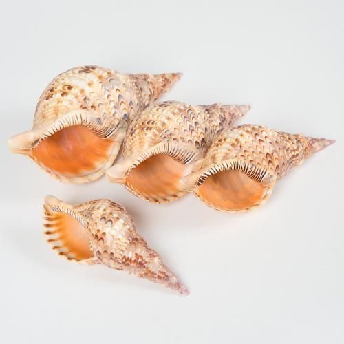 KID商店　ホラ貝 KID商店 ホラ貝 KID商店 ホラ貝 KID商店 ホラ貝 KID商店 ホラ貝