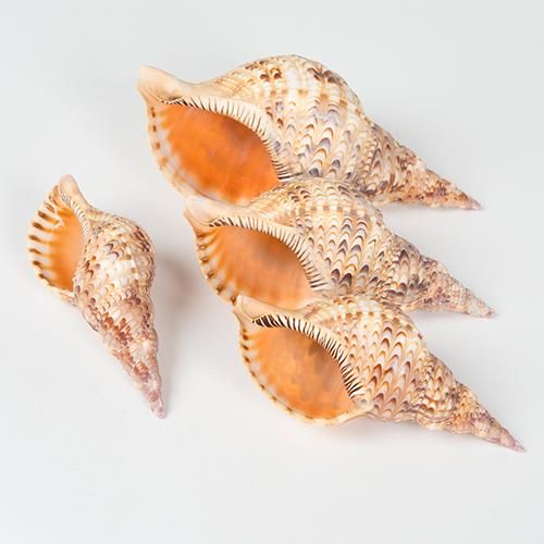 【今日の超目玉】 - 35～18cm 1個 ホラガイ ハワイアン・セレクトショップ Lani | 置物