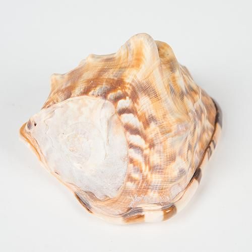 トウカムリガイ　貝殻 トウカムリ | 貝の図鑑