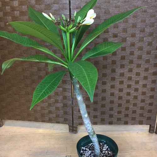 Lani Hawaii】花芽付きプルメリア5Ｌ号 ホワイト/イエロー系 限定8個 約60cm～70cm［プルメリア鉢植え］ -  ハワイアン・セレクトショップ | Lani Hawaii (ラニハワイ)