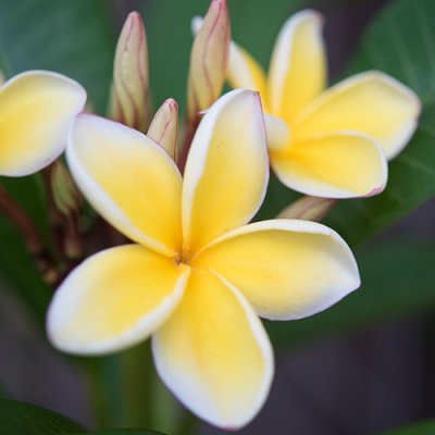 花付きプルメリア特集 - ハワイアン雑貨、プルメリアやハワイ植物の 