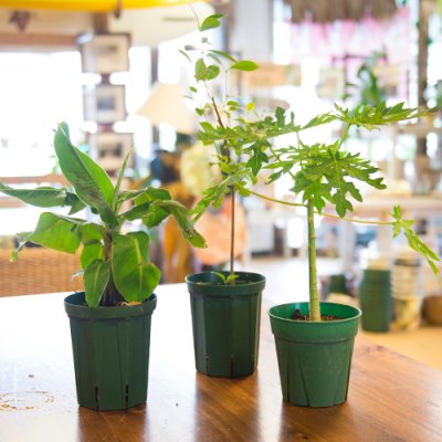 Lani Hawaiiۼ¤ʤHappy Plants setѥѥХʥʡ