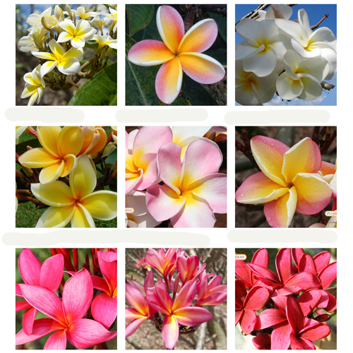 ハワイのお花ギフト15 000円 ハワイアン雑貨 プルメリアやハワイ植物の通販専門店 Lani Hawaii ラニハワイ ハワイのお花ギフト15 000円 ハワイアン雑貨 プルメリアやハワイ植物の通販専門店 Lani Hawaii ラニハワイ