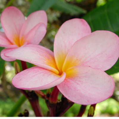 プルメリアPlumeria - ハワイアン雑貨、プルメリアやハワイ植物の通販 