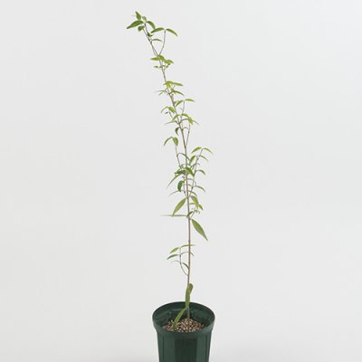 プルメリア、観葉植物の販売・通販：ラニハワイカフェ