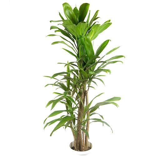 １鉢限定入荷！］ティーリーフ・多株植えTi, Ki 10号／HGPL-336 