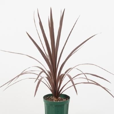 プルメリア、観葉植物の販売・通販：ラニハワイカフェ