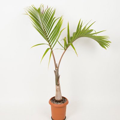 パームツリー・ヤシPalm Tree - ハワイアン雑貨、プルメリアやハワイ