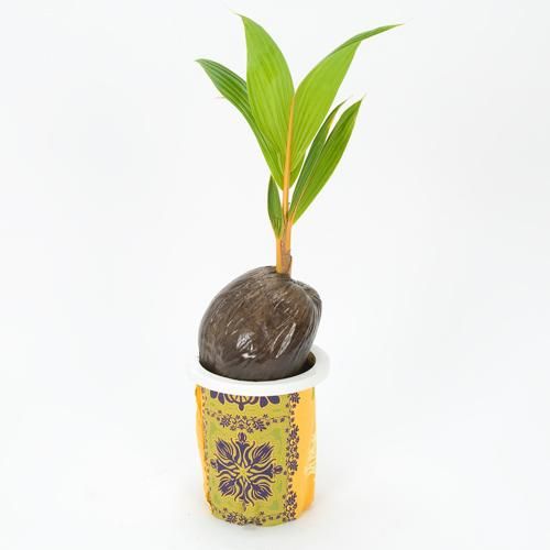 Coconut Palm ココヤシ 6l号 約80cm Hgpl 507 ハワイアン雑貨 プルメリアやハワイ植物の通販専門店 Lani Hawaii ラニハワイ