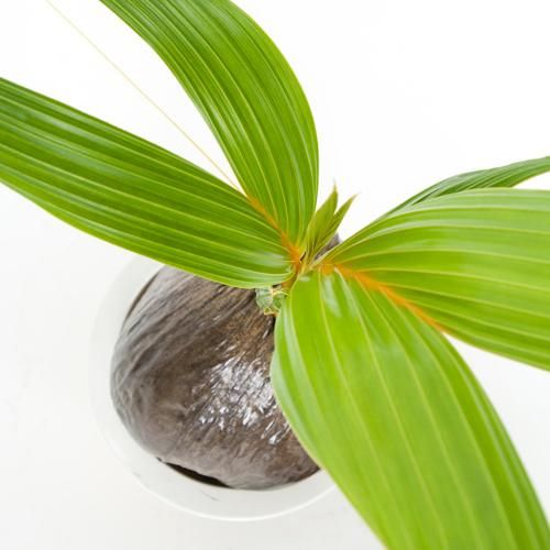 椰子の木 取り扱い商品(palm) | ヤシの木販売｜神奈川県｜湘南｜横浜