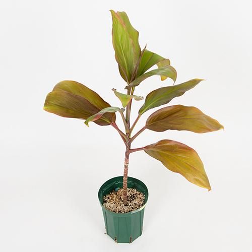 Flame〔フレーム〕園芸品種ティー〔Big Island産〕 Ti, Ki・5L号