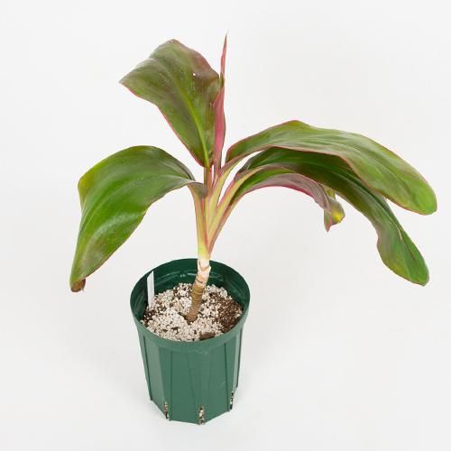 希少で貴重なシンニンギア スタペリオイデス 3号ポット苗 希少で貴重なシンニンギア スタペリオイデス 3号ポット苗