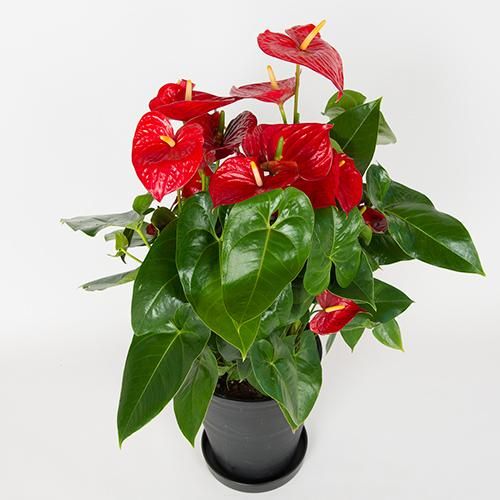 ★超充実株★アンスリウム　kos×red crystalinum 葉数7枚　特大 アンスリウム KOS x RedCrystalinumの育て方と購入方法と管理の