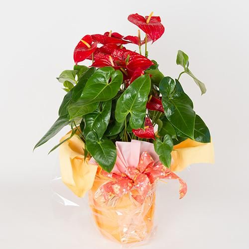 特大鉢アンスリウム レッド Anthurium Ulaula・10号／HGPL-622