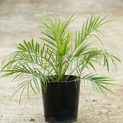 プルメリア、観葉植物の販売・通販：ラニハワイカフェ