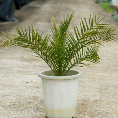 プルメリア、観葉植物の販売・通販：ラニハワイカフェ