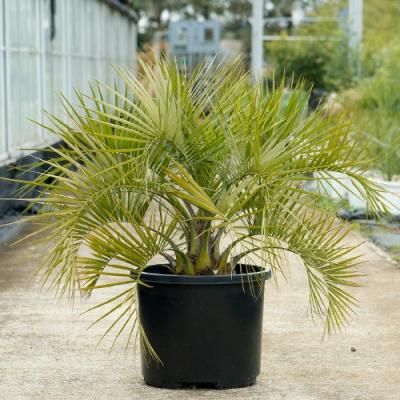 耐寒性ヤシ】6品種セット 観葉植物