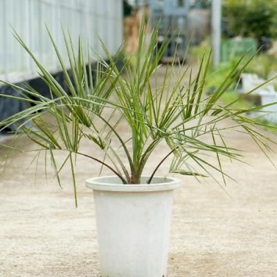 プルメリア 幹太3.5約1.1メートル　ガーデニング　カットや交渉可 プルメリア 幹太3.5約1.1メートル ガーデニング カットや交渉可