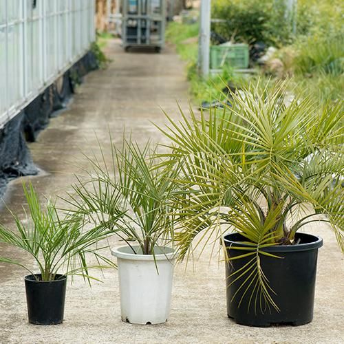 耐寒性ヤシ】6品種セット 観葉植物