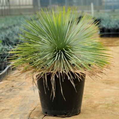 プルメリア出品 イングの森 - □プルメリア｜Yahoo!ショッピング