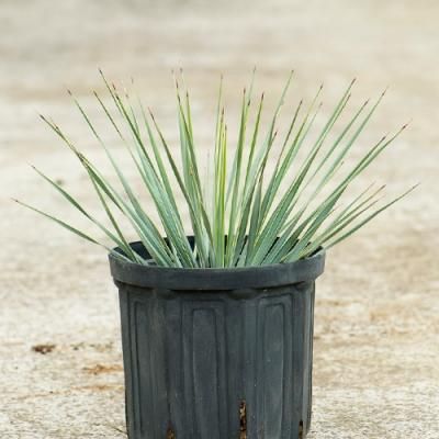 プルメリア出品 イングの森 - □プルメリア｜Yahoo!ショッピング