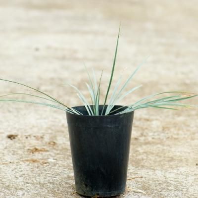 プルメリア、観葉植物の販売・通販：ラニハワイカフェ