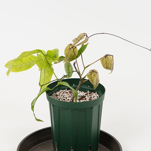 【入荷待ち】ヒスイカズラ〔翡翠葛〕 Jade Vine・4L号／HGPL-639 - ハワイアン･セレクトショップ | Lani Hawaii  (ラニハワイ)