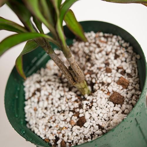限定 Sale ドラセナ ワイキキ Dracaena Waikiki 5l号 Hgpl 640 ハワイアン雑貨 プルメリアやハワイ植物の通販専門店 Lani Hawaii ラニハワイ 限定 Sale ドラセナ ワイキキ Dracaena Waikiki 5l号 Hgpl 640 ハワイアン雑貨 プルメリアやハワイ植物の通販専門店 Lani Hawaii ラニハワイ