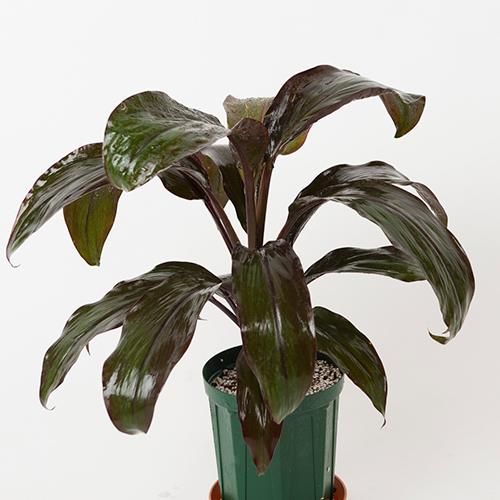 鉢数限定 Odysseus オデッセイ 園芸品種ティー Big Island産 Ti Ki 5l号 Hgpl 641 ハワイアン 雑貨 プルメリアやハワイ植物の通販専門店 Lani Hawaii ラニハワイ 鉢数限定 Odysseus オデッセイ 園芸品種ティー Big Island産 Ti Ki 5l号 Hgpl 641 ハワイアン 雑貨 プルメリアやハワイ植物の通販専門店 Lani Hawaii ラニハワイ