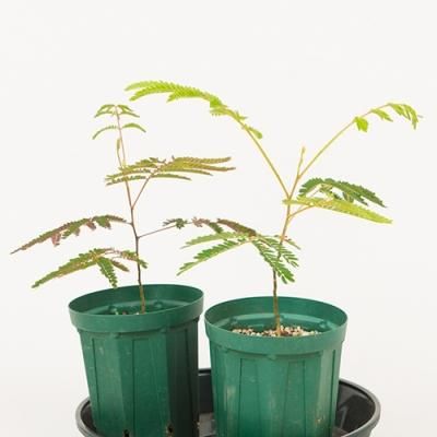 コアKoa - ハワイアン・セレクトショップ | Lani Hawaii (ラニハワイ)