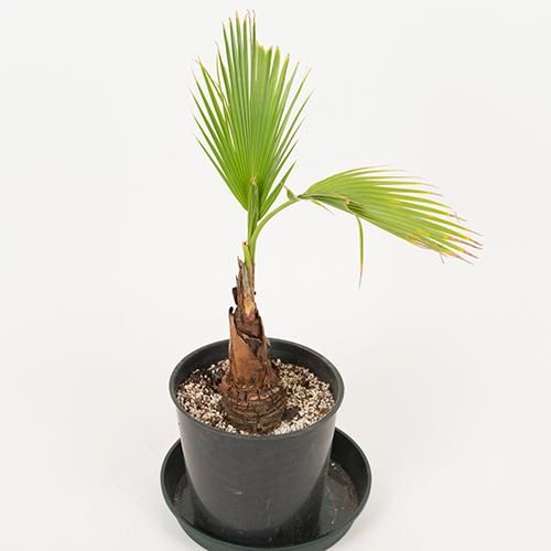 現品SALE!!!［耐寒＆耐陰性ヤシ］ワシントンヤシ・7号／HGPL-666_A