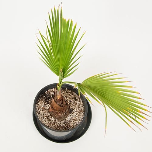 ワシントンヤシ ワシントンヤシ 8号サイズ | HITOTOKI by MAKIMO PLANT
