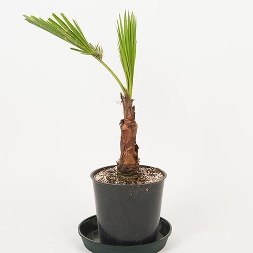 現品SALE!!!［耐寒＆耐陰性ヤシ］ワシントンヤシ・7号／HGPL