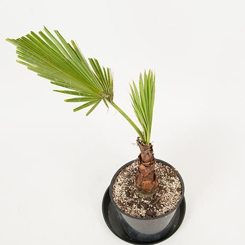 R &B商品！極上ワシントンヤシ R &B商品！極上ワシントンヤシ R &B様専用商品！極上ワシントンヤシ