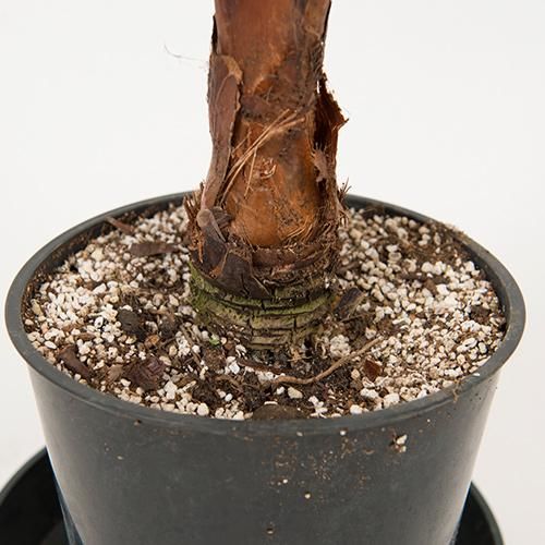 現品SALE!!!［耐寒＆耐陰性ヤシ］ワシントンヤシ・7号／HGPL-666_B