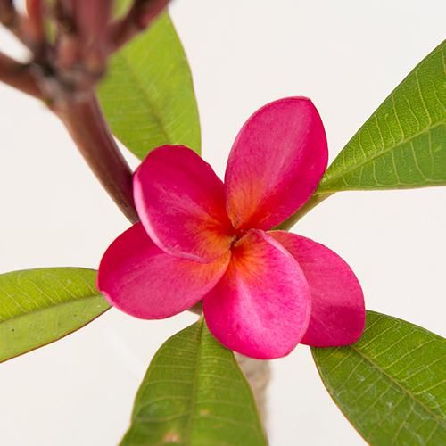 千葉ハワイアンマーケット割引 Lani Hawaii 花付きプルメリア ピンクレッド 6l号 約60cm プルメリア鉢植え ハワイアン雑貨 プルメリアやハワイ植物の通販専門店 Lani Hawaii ラニハワイ 千葉ハワイアンマーケット割引 Lani Hawaii 花付きプルメリア ピンクレッド 6l号 約60cm プルメリア鉢植え ハワイアン雑貨 プルメリアやハワイ植物の通販専門店 Lani Hawaii ラニハワイ