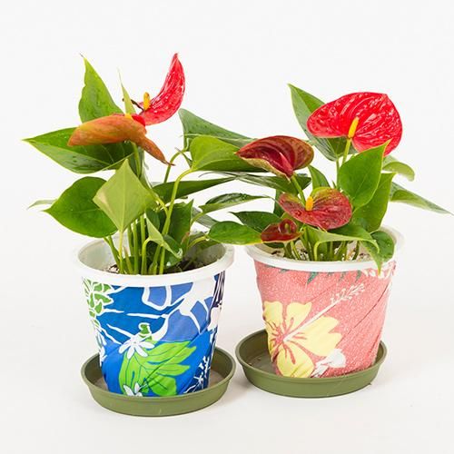 26 Off Sale アンスリウム レッド Anthurium Ulaula 4号 Hgpl 185 ハワイアン雑貨 プルメリアやハワイ植物の通販専門店 Lani Hawaii ラニハワイ 26 Off Sale アンスリウム レッド Anthurium Ulaula 4号 Hgpl 185 ハワイアン雑貨 プルメリアやハワイ植物の通販専門店 Lani Hawaii ラニハワイ