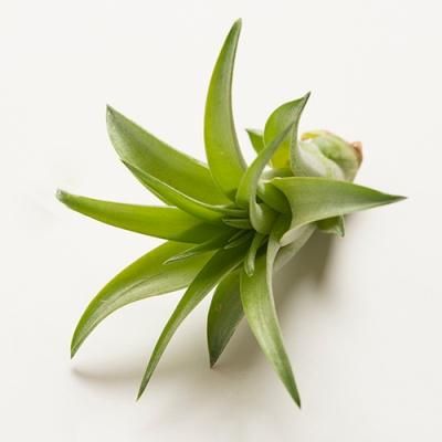 ヒナヒナとエアープランツhina Hina Airplants ハワイアン雑貨 プルメリアやハワイ植物の通販専門店 Lani Hawaii ラニハワイ