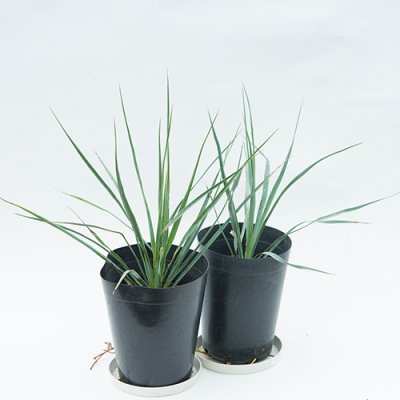 プルメリア、観葉植物の販売・通販：ラニハワイカフェ