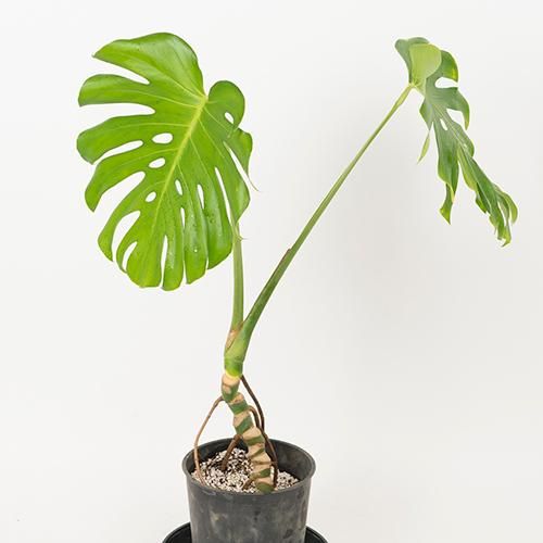 写真現品 モンステラデリシオサ La Ape 7号 90cm Hgpl 669 2 ハワイアン雑貨 プルメリアやハワイ植物の通販専門店 Lani Hawaii ラニハワイ 写真現品 モンステラデリシオサ La Ape 7号 90cm Hgpl 669 2 ハワイアン雑貨 プルメリアやハワイ植物の通販専門店 Lani Hawaii ラニハワイ