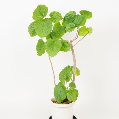 Ficus Umbellata フィカス ウンベラータ 8号 約110cm Hgpl 195 ハワイアン雑貨 プルメリアやハワイ植物の通販専門店 Lani Hawaii ラニハワイ