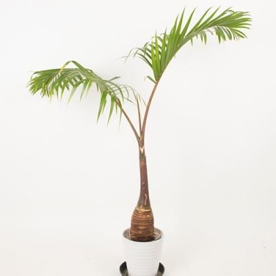 パームツリー・ヤシPalm Tree - ハワイアン・セレクトショップ