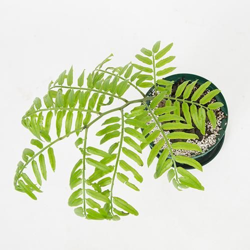リュウビンタイ 特大株 Marattiaceae・6号／HGPL-683