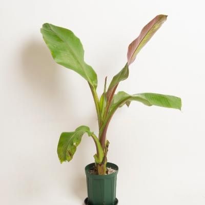 プルメリア、観葉植物の販売・通販：ラニハワイカフェ